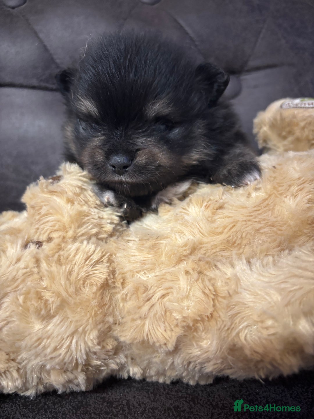 Pomeranian dogs for sale: KC Reg Teddy bear Pomeranian Tiny - Advert 9
