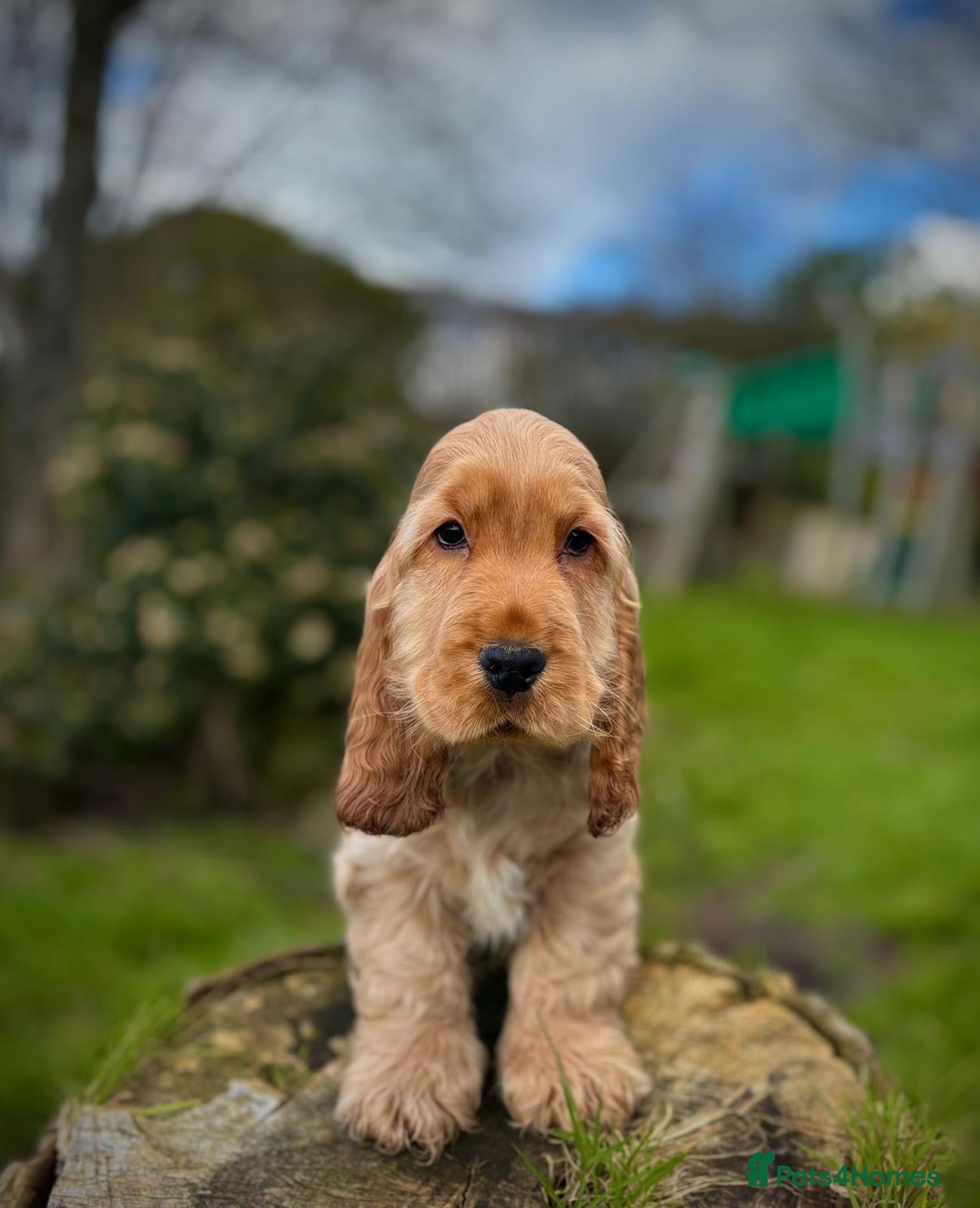 Cocker Spaniel dogs Quality KC Registered Show Cocker Spaniel Puppies - Advert 8