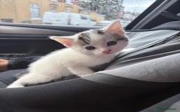 Domestic Shorthair cats for sale: Adorable Kittens for sale for good homes  - Image 4