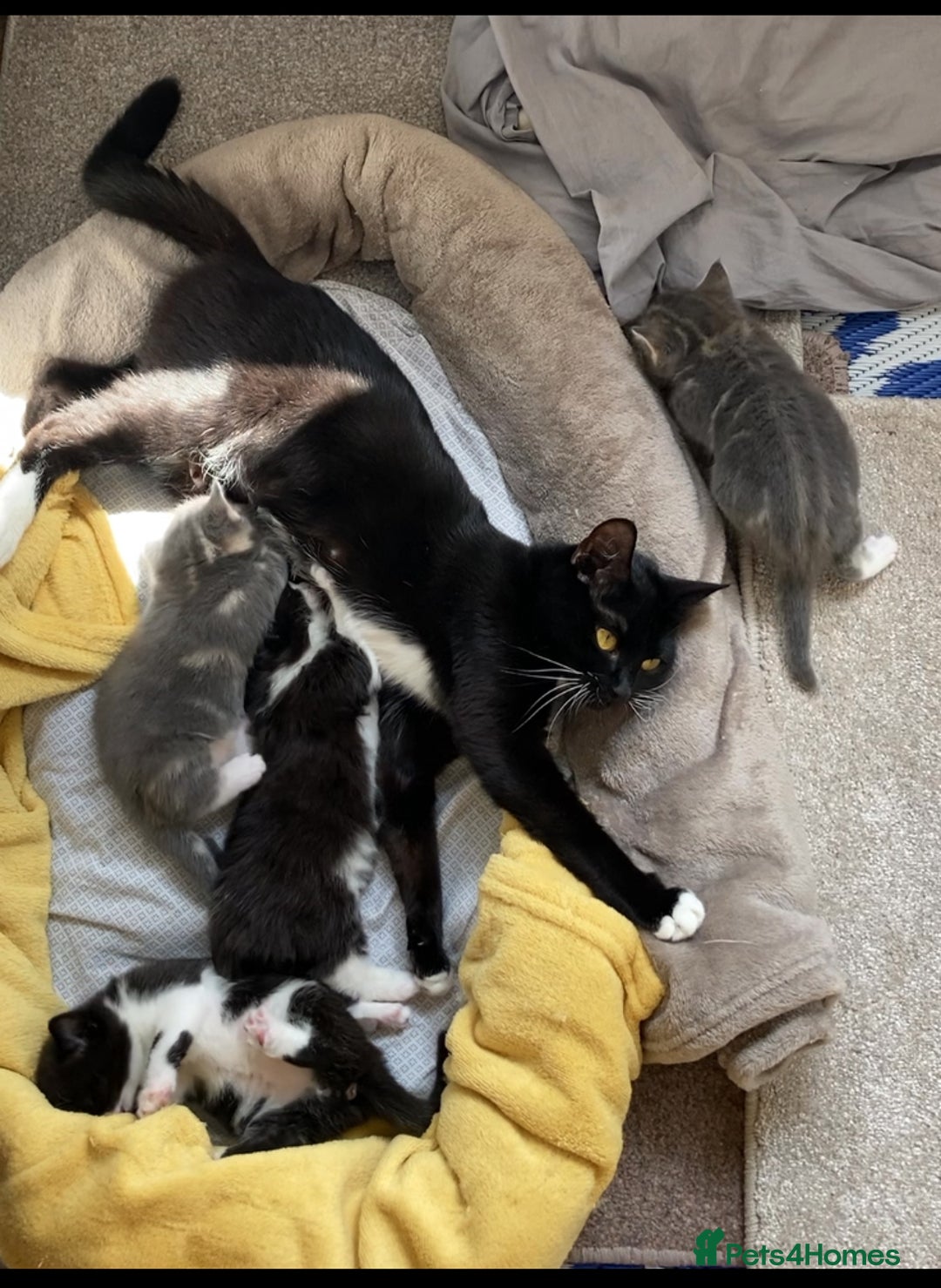 Mixed Breed cats for sale: Beautiful British Shorthair Mix Kittens - Image 2