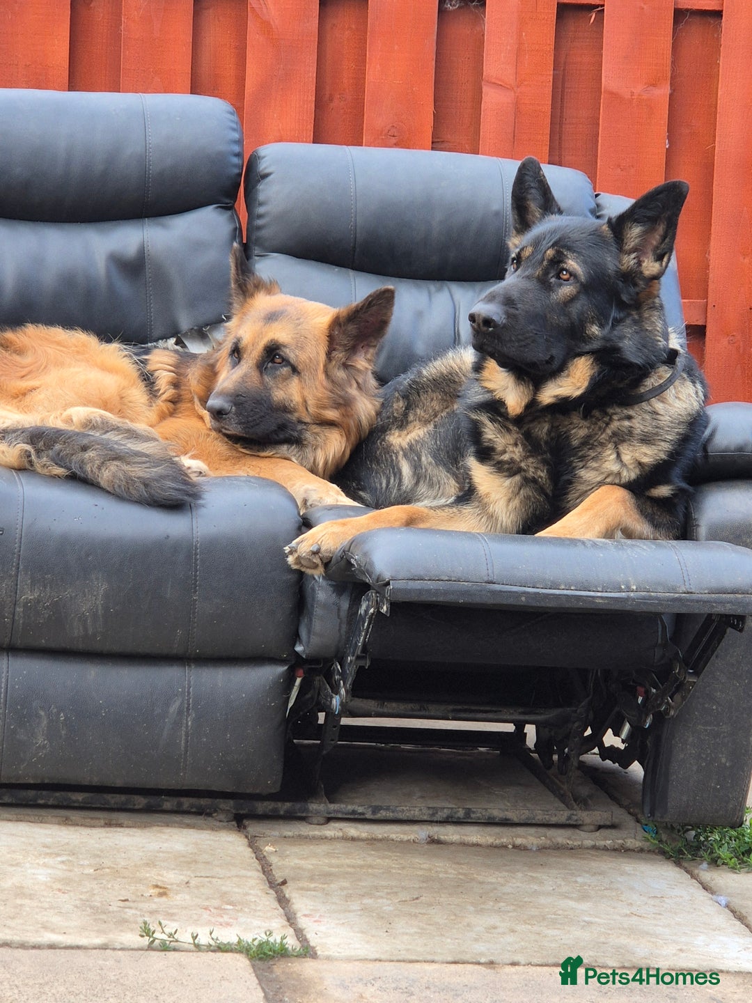 German Shepherd dogs for sale: German shepherd  - Advert 11