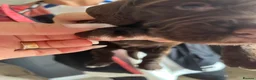 Sprocker dogs for sale: Adorable quality sprocker  puppies  - Advert 29