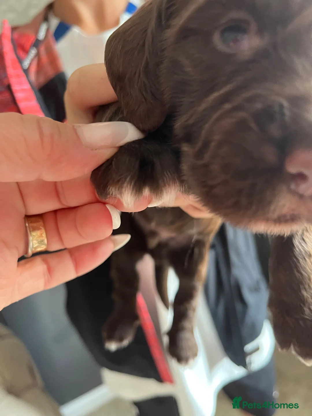 Sprocker dogs for sale: Adorable quality sprocker  puppies  - Advert 29