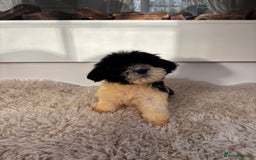 Cavachon dogs for sale: Little of cavachon pups for sale  - Advert 2