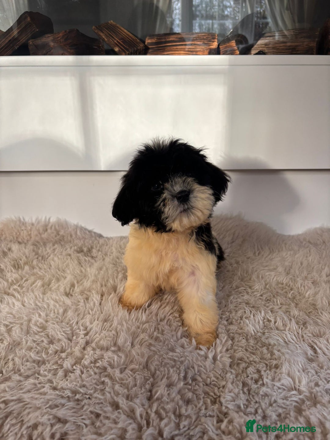 Cavachon dogs for sale: Little of cavachon pups for sale  - Advert 2