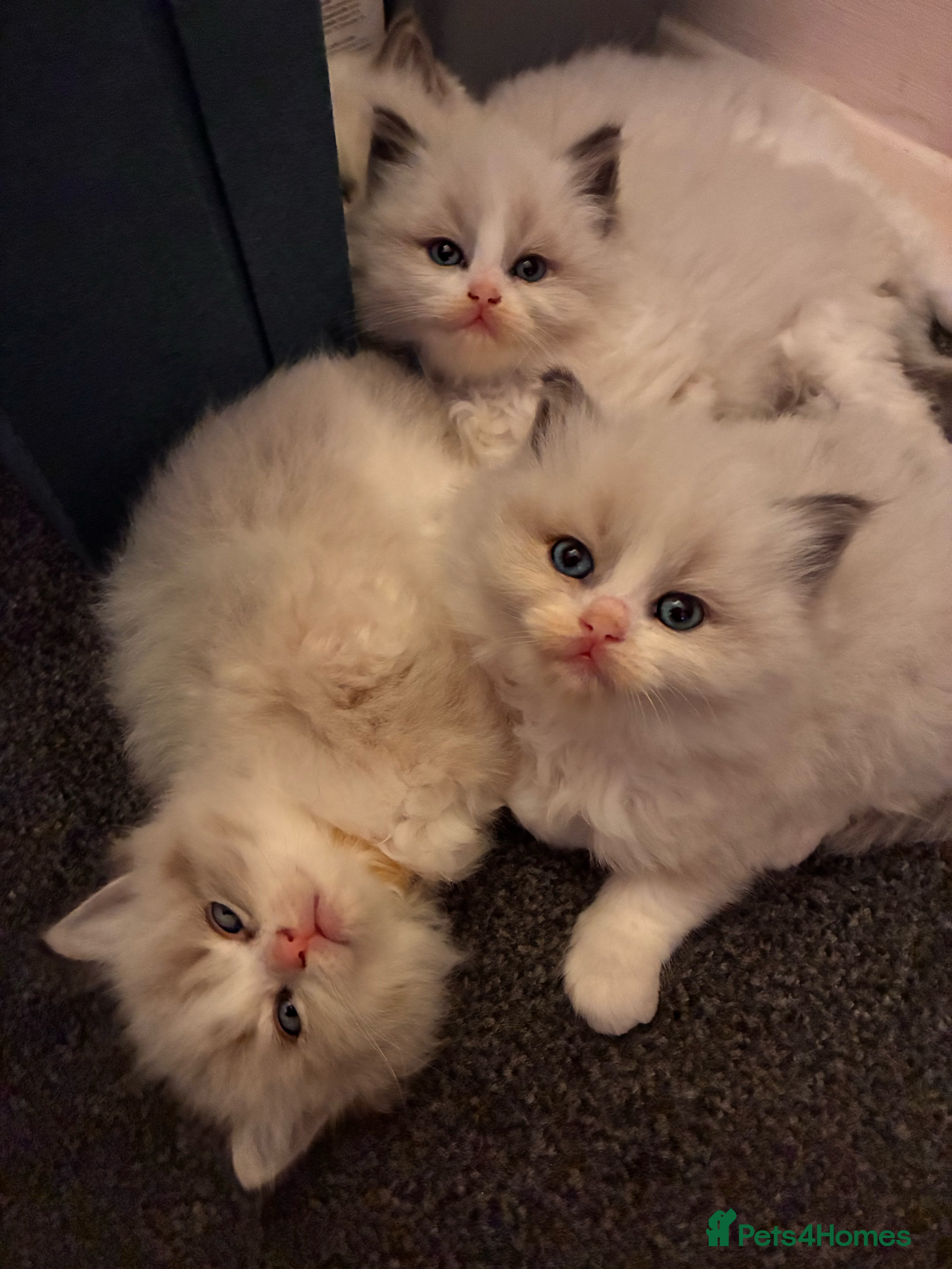 Ragdoll cats Stunning GCCF Bi-color Ragdoll Kittens - Advert 4