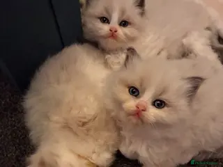 Ragdoll cats Stunning GCCF Bi-color Ragdoll Kittens - Advert 4