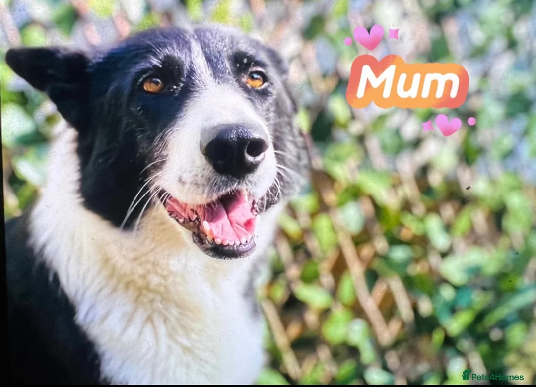 Mixed Breed dogs for sale: Collie x cocker ready now - Advert 13