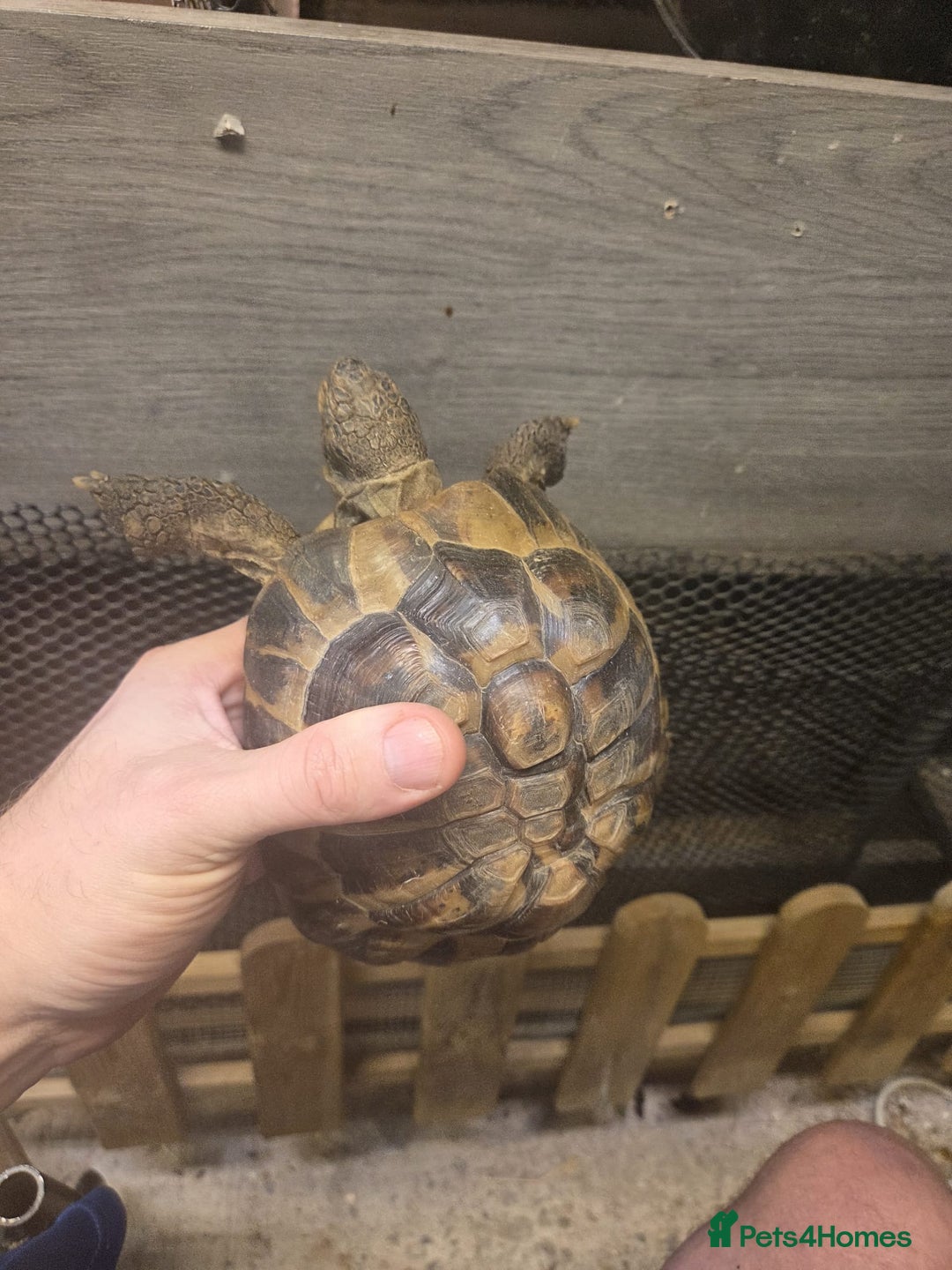 Tortoise reptiles for sale: Horsefield tortoise - Advert 5