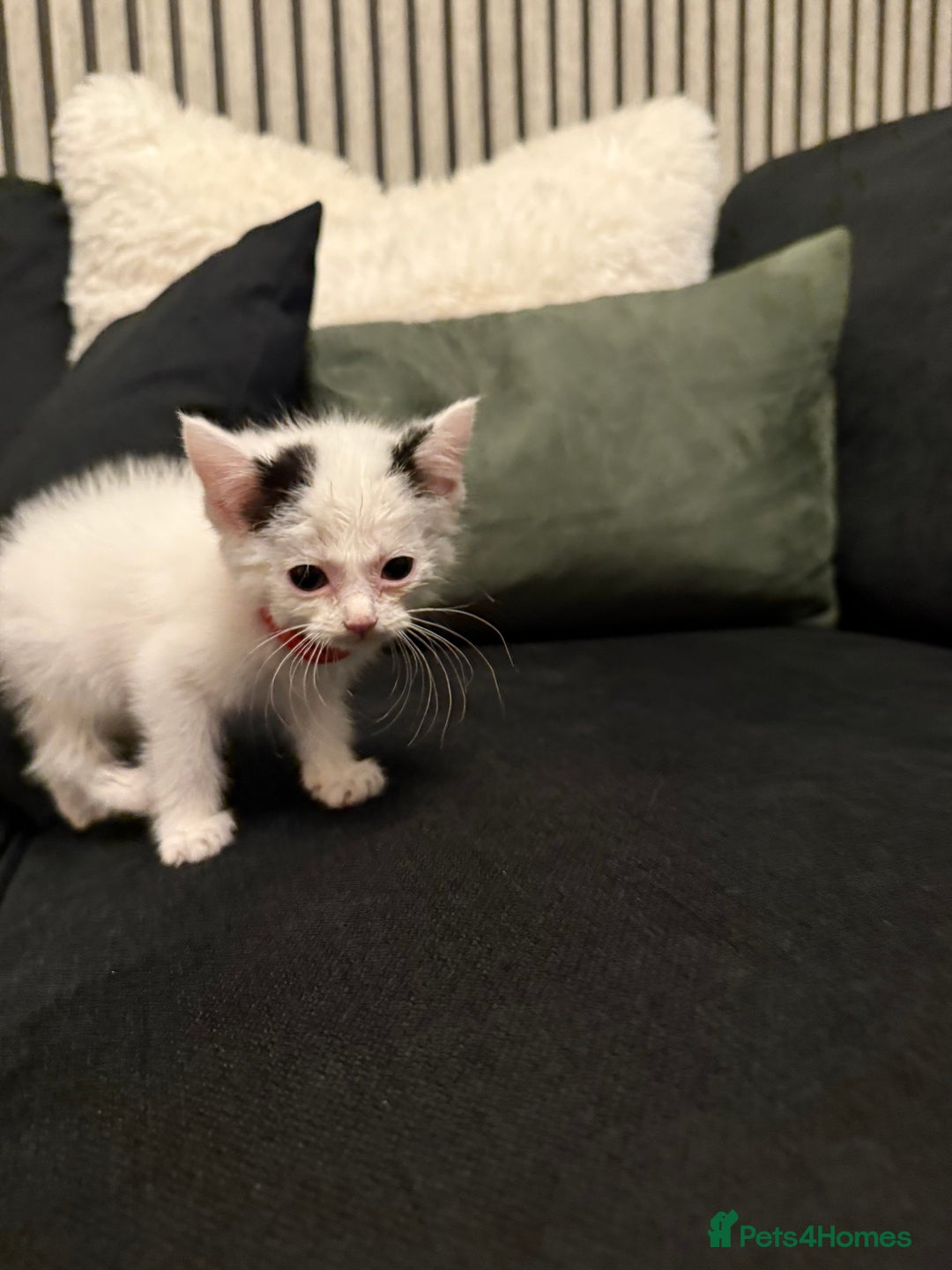Ragdoll cats for sale: Tuxedo Ragdoll mix kittens - Image 12
