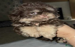 Shih Tzu dogs for sale: Imperial shih tzu pups - Image 4