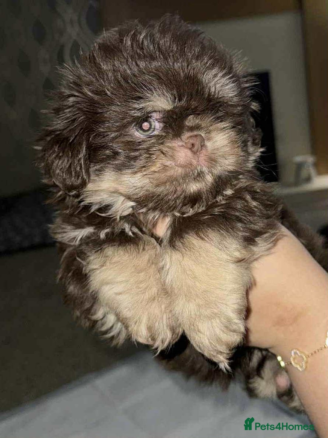 Shih Tzu dogs for sale: Imperial shih tzu pups - Image 4