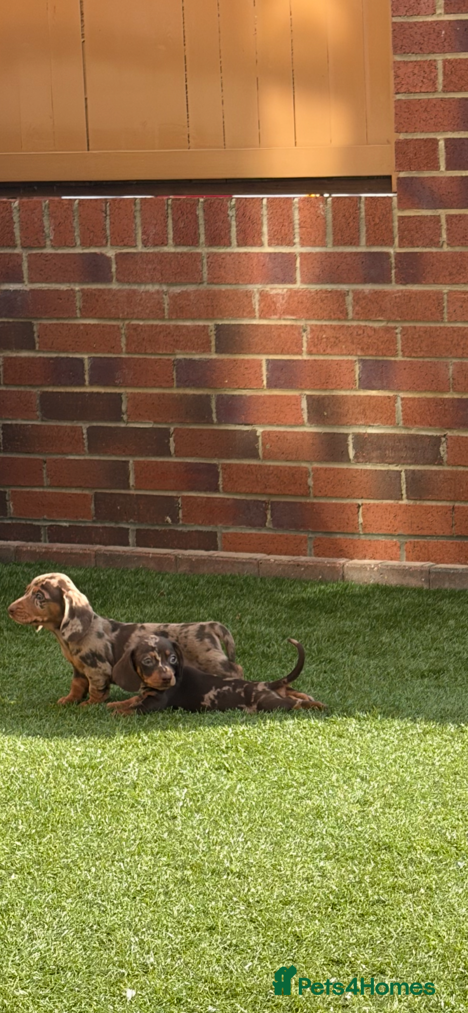 Miniature Dachshund dogs Miniature dachshunds  - Advert 2