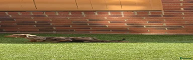 Miniature Dachshund 3