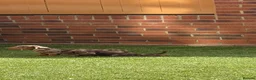 Miniature Dachshund dogs for sale: Miniature dachshunds  - Advert 12