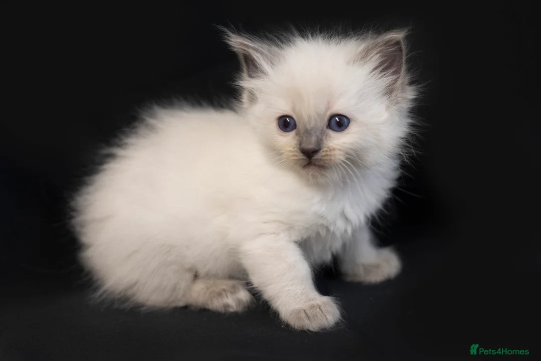 Ragdoll cats for sale: Ragdoll kittens bi color - Advert 21