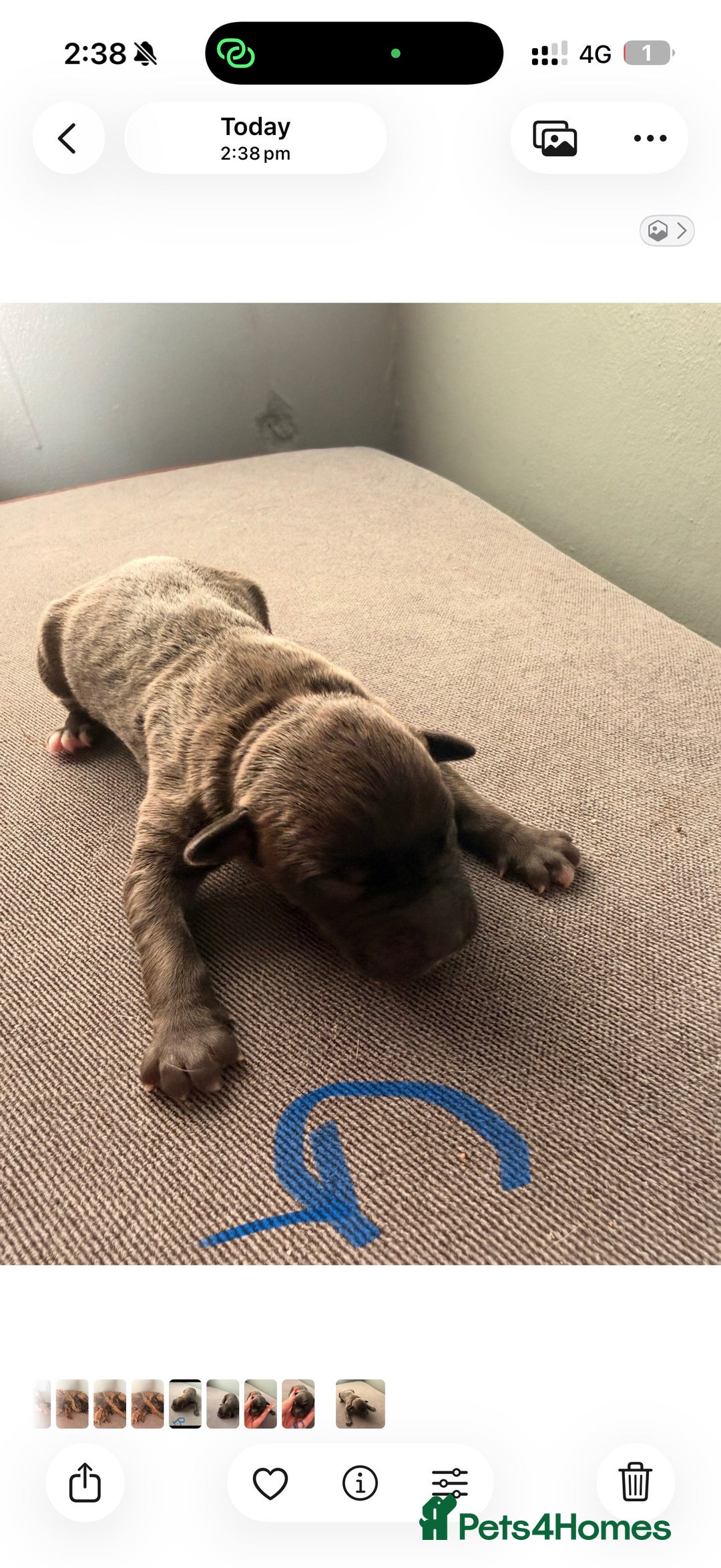 Presa Canario dogs for sale: Press canario pups  - Advert 9