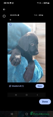 Labrador Retriever dogs - Advert 2