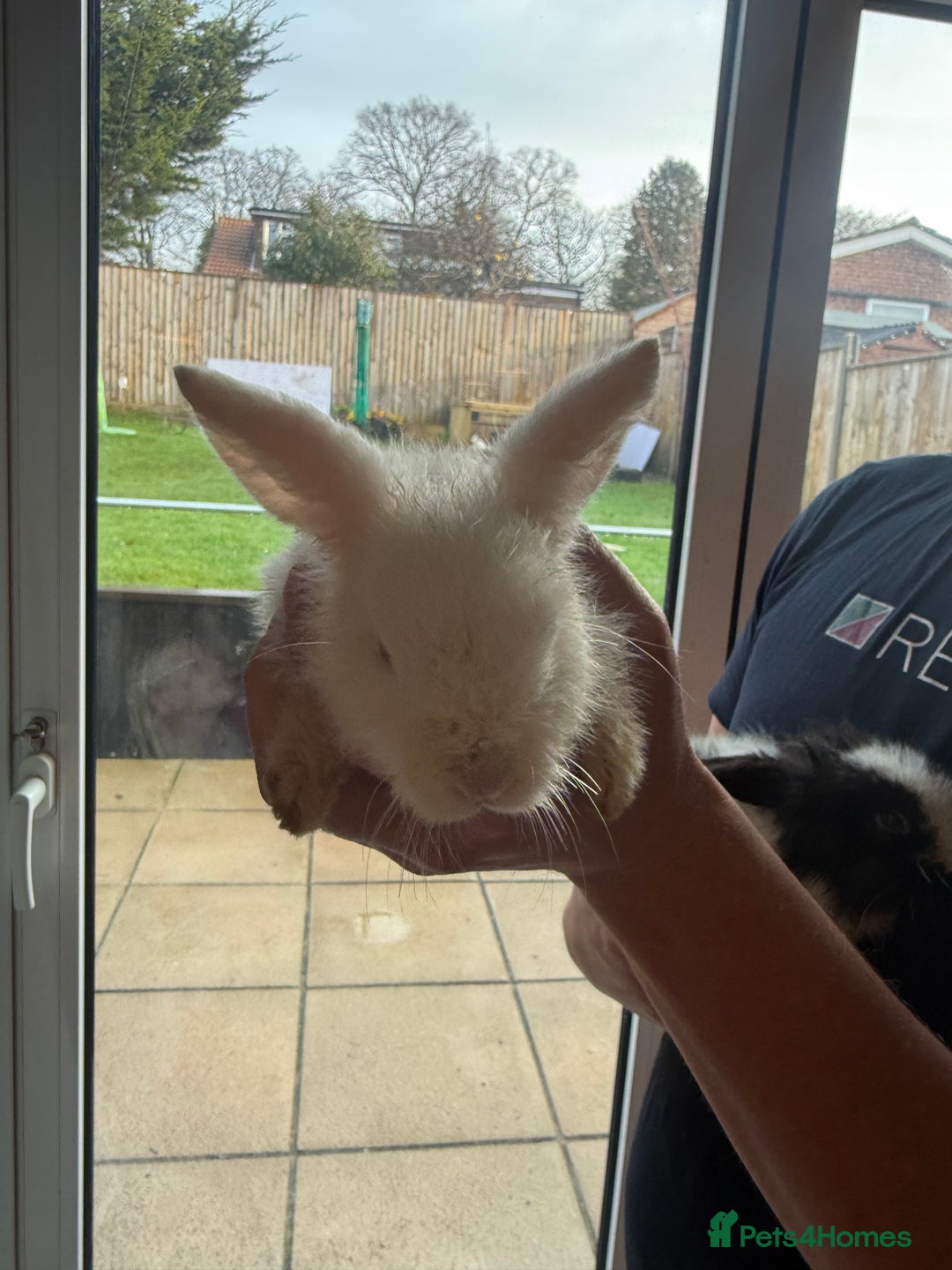 Mixed Breed rabbits for sale: White bunny rabbit - Advert 4
