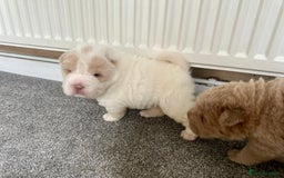Shar Pei dogs for sale: Top quality bear coat sharpei  - Image 17