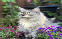 Maine Coon cats for sale: Maine Coon pedigree  - Image 10