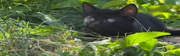 Mixed Breed cats for sale: Kittens - Advert 7