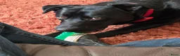 Mixed Breed dogs for sale: Miles, 10 month old labrador/German Shepherd mix  - Advert 5