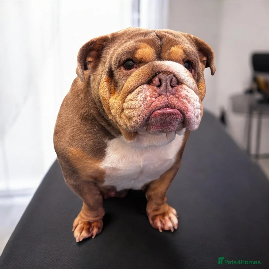 English Bulldog dogs for sale: English Bulldog  - Advert 8