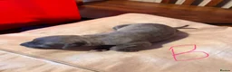 Whippet dogs for sale: Beautiful blue and blue brindle Whippet puppies - Advert 6