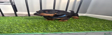 Miniature Dachshund 1