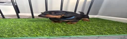 Miniature Dachshund dogs for sale: Miniature dachshund puppies  - Advert 9