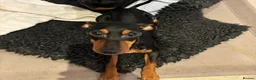 Miniature Pinscher dogs for sale: Rehoming this beautiful girl  - Advert 7