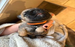 Border Terrier dogs for sale: Gorgeous Border Terrier Puppies looking for homes - Image 13