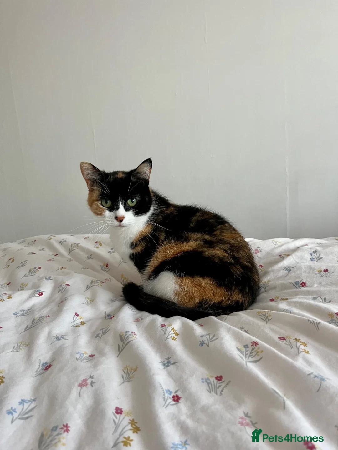 Domestic Shorthair cats for sale: Rehoming Poppy  - Advert 2
