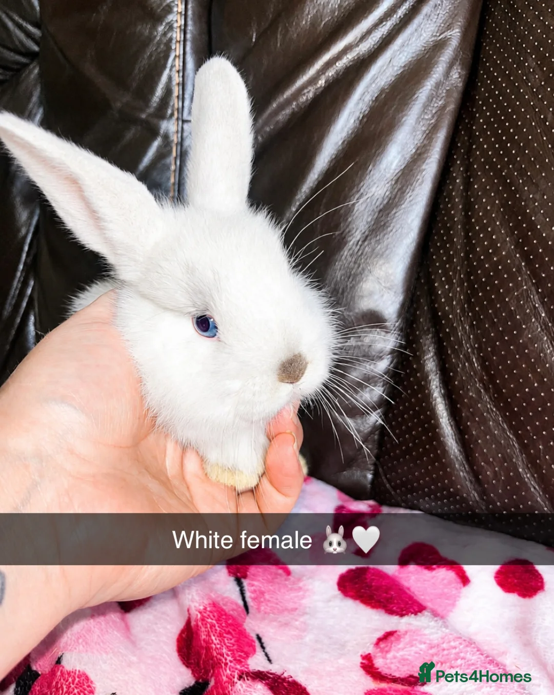 Mini Lop rabbits for sale: 🐰 ADORABLE MINI LOP BABY BUNNIES FOR SALE 🐰 in Whitchurch - Advert 1