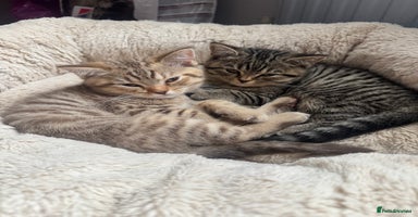 British Shorthair cats - Advert 1