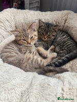 British Shorthair cats - Advert 3