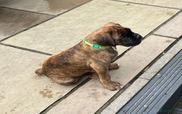 Boxer dogs for sale: Only 1 remaining! KC Boxer Puppies - Image 24