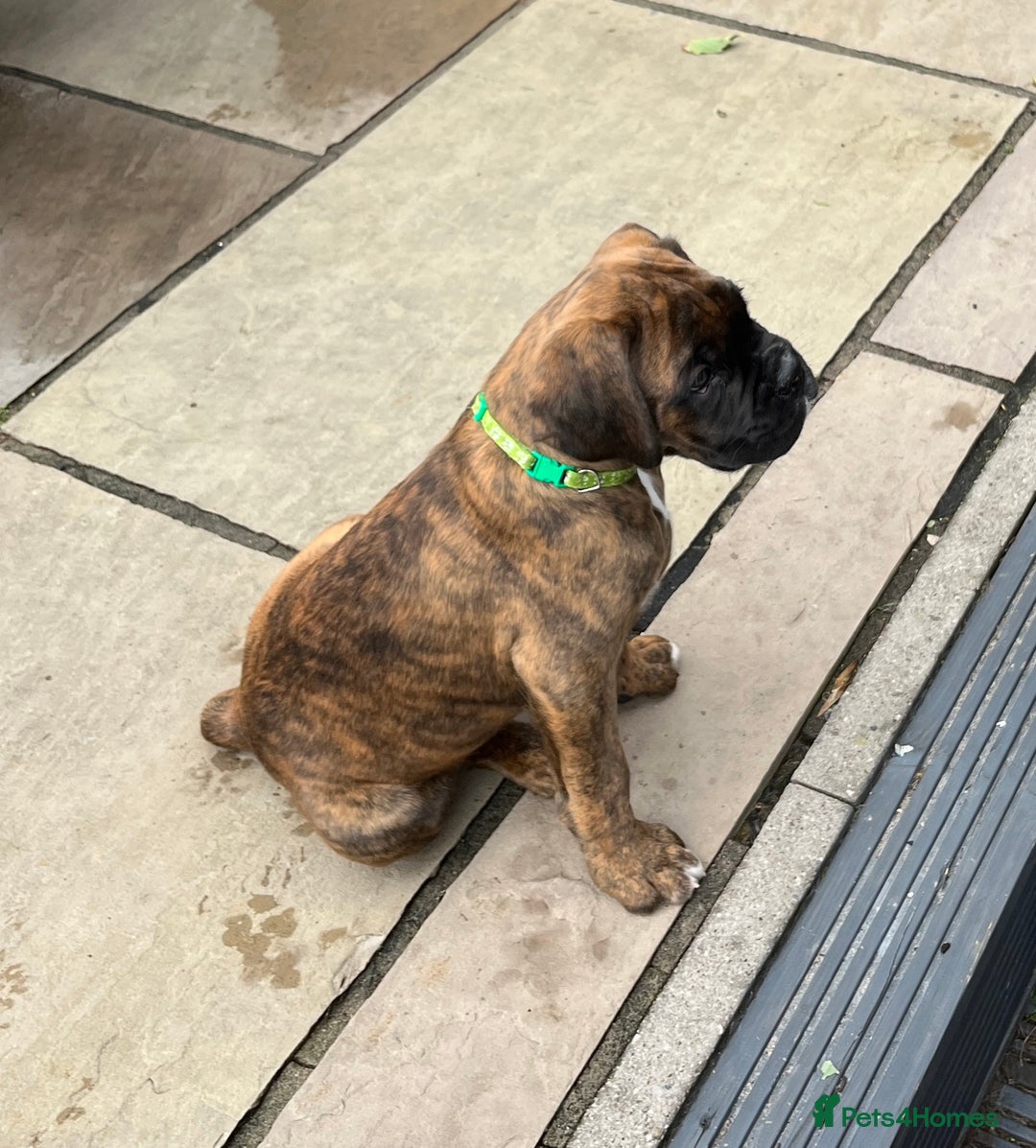 Boxer dogs for sale: Only 1 remaining! KC Boxer Puppies - Image 24
