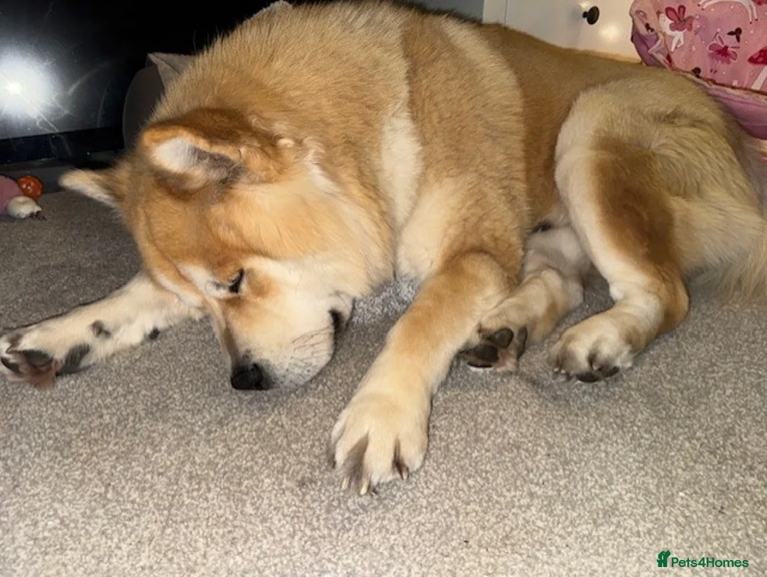 Mixed Breed dogs for sale: Bear // Chakita // Boy 2.8yrs // Blue Tounge - Advert 4