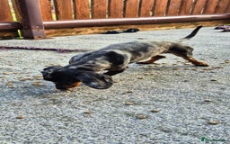 Miniature Dachshund dogs for sale: Silver dapple miniature dachshund female  - Image 2