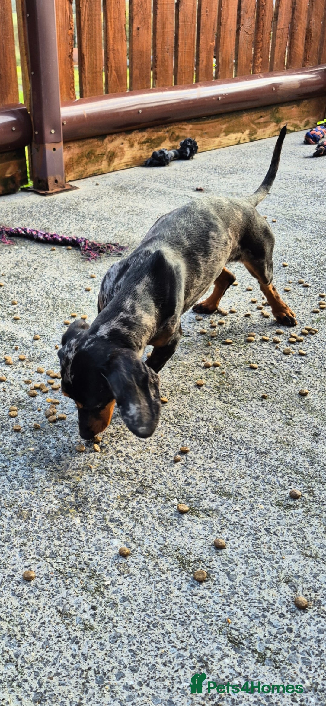 Miniature Dachshund dogs for sale: Silver dapple miniature dachshund female  - Image 2
