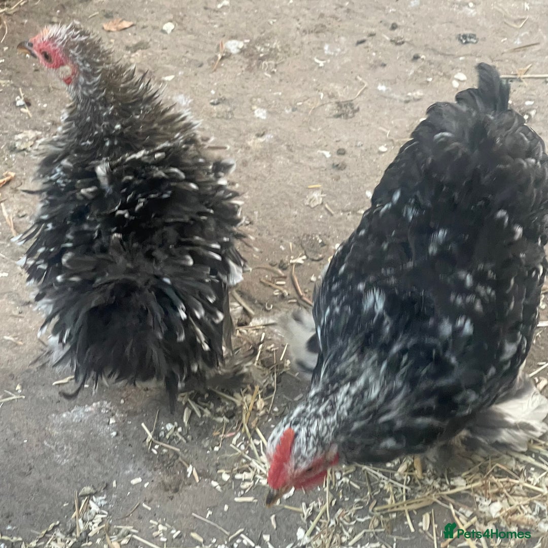 Chickens poultry for sale: Hen, POL Hens, Cockerels and chicks - Image 10