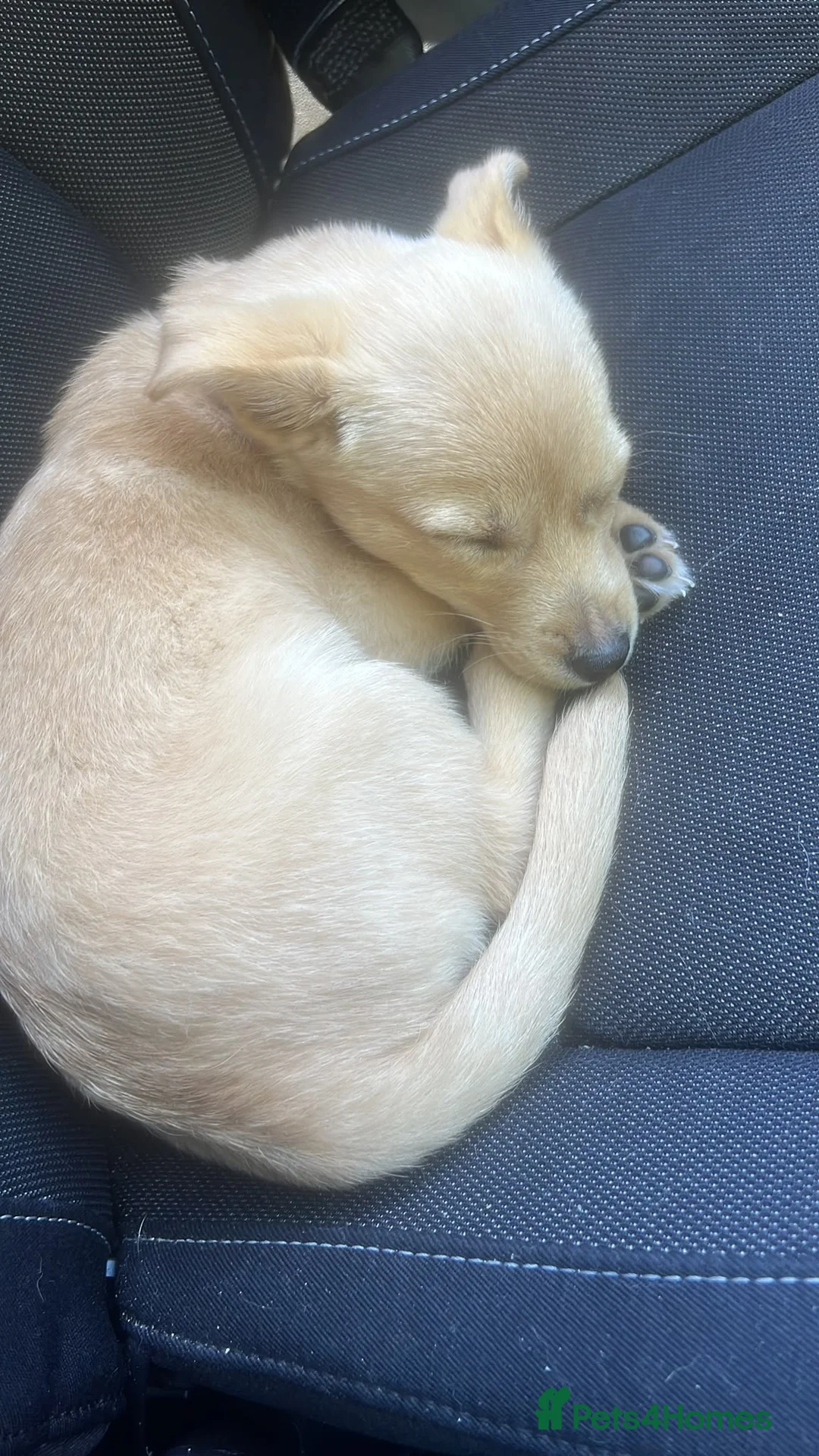 Jackapoo dogs for sale: Jackapoo in Wigston - Advert 5
