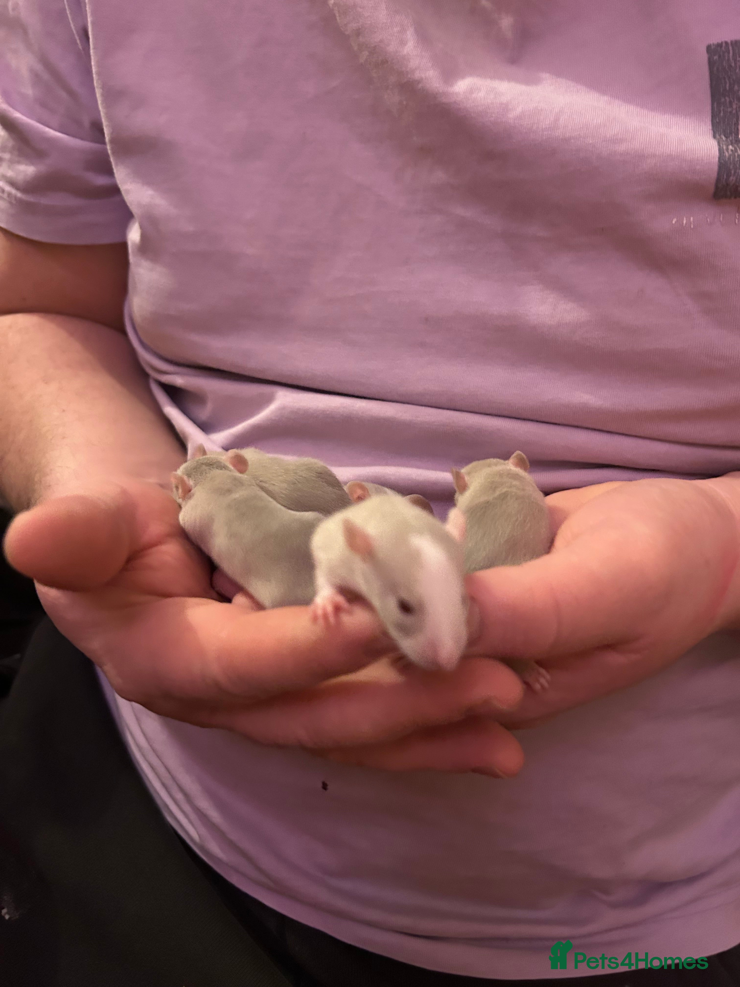 Rat rodents Baby rats  - Advert 4