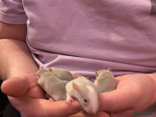 Rat rodents Baby rats - Advert 10