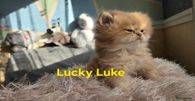 British Shorthair cats Pedigree golden British shorthair and longhair  - Advert 13