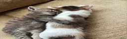 Mixed Breed cats for sale: Kittens ready to go now in Mirfield - Advert 4