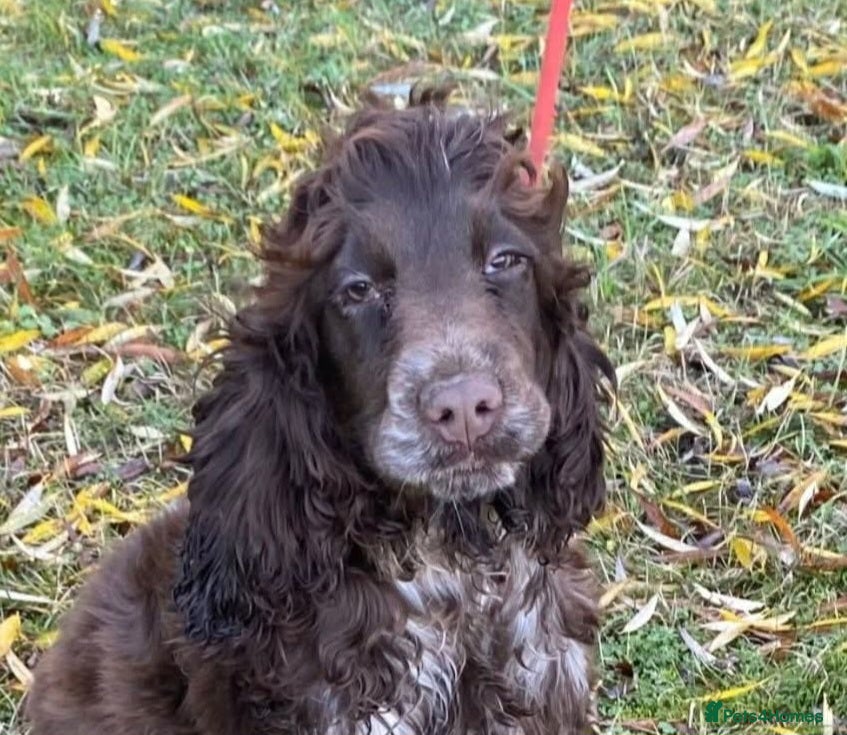 Cocker Spaniel dogs Ruby show cocker chocolate roan female  - Advert 8