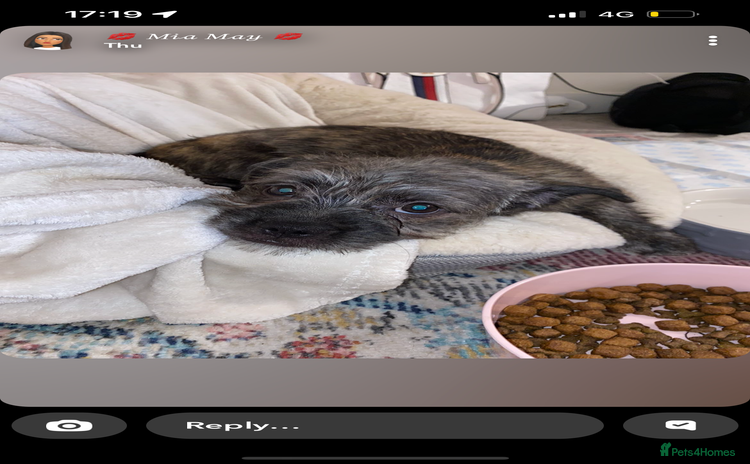 Mixed Breed dogs - Advert 10